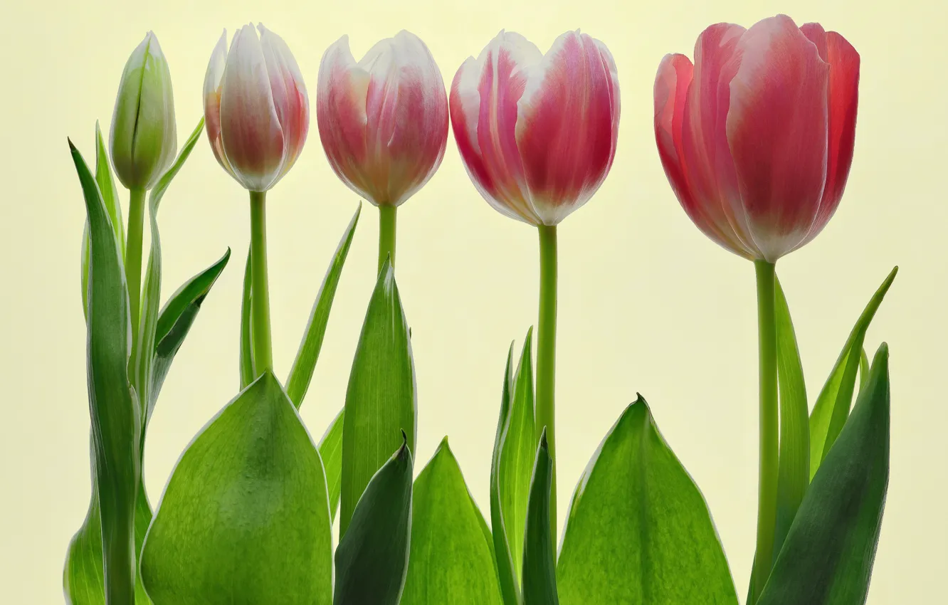 Photo wallpaper tulips, flowering, tulips, bloom, Udo Dittmann
