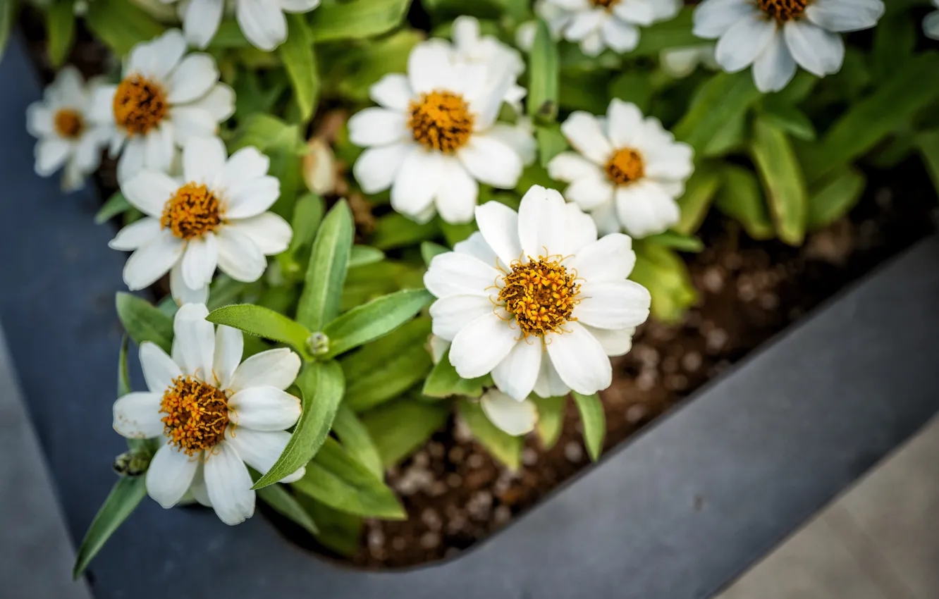 Photo wallpaper leaves, flowers, white, box, bokeh, seedlings