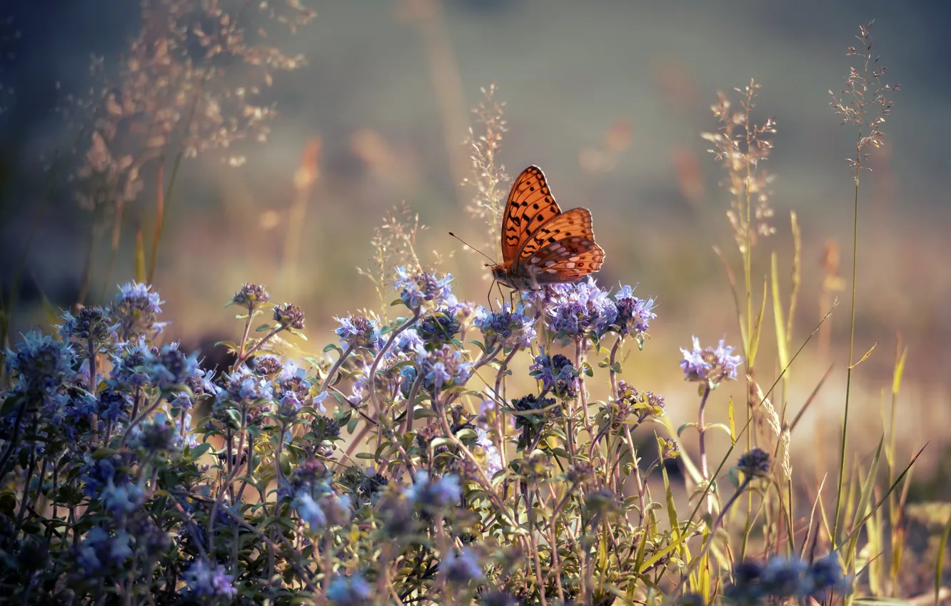 Photo wallpaper summer, flowers, nature, butterfly