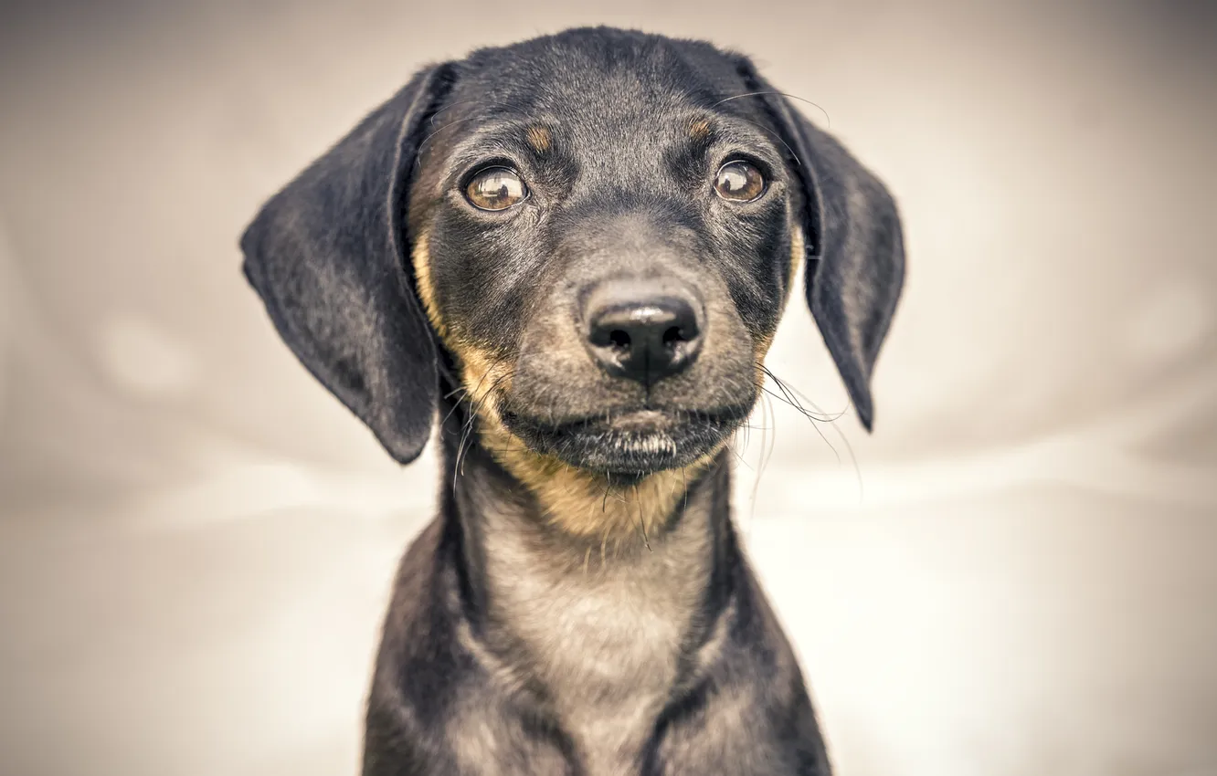 Photo wallpaper look, each, dog