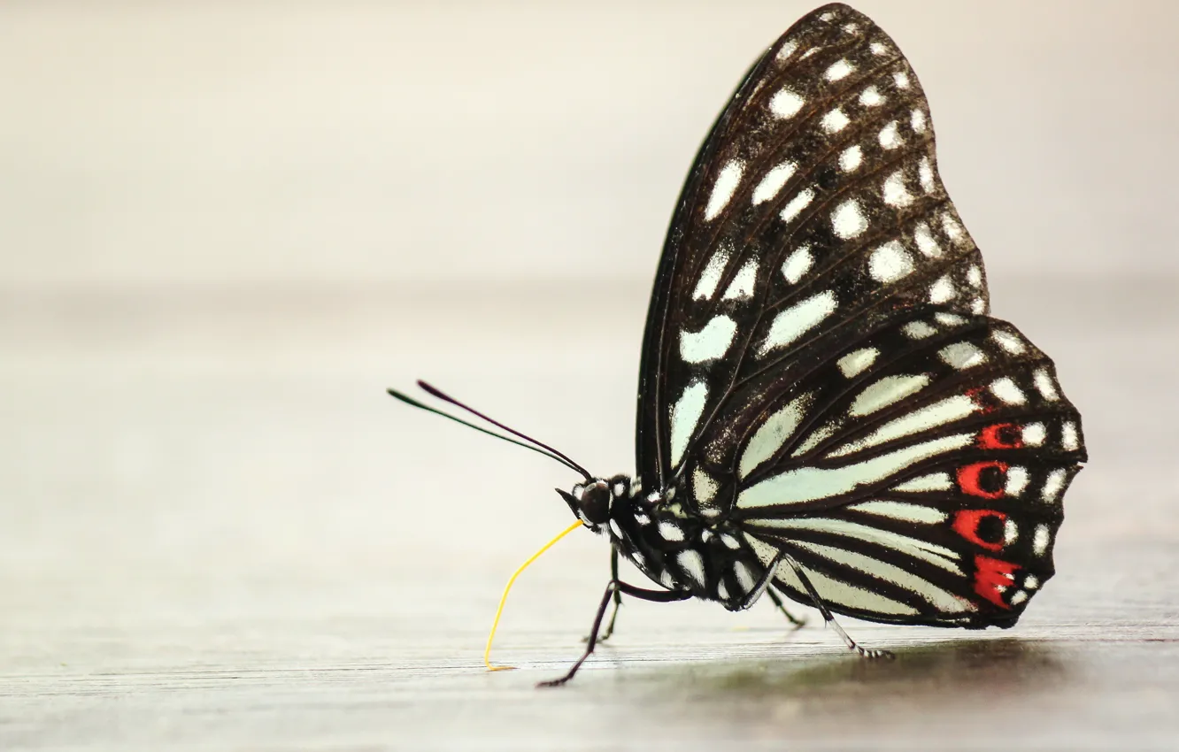 Photo wallpaper Butterfly, Insects, Boris Smokrovic