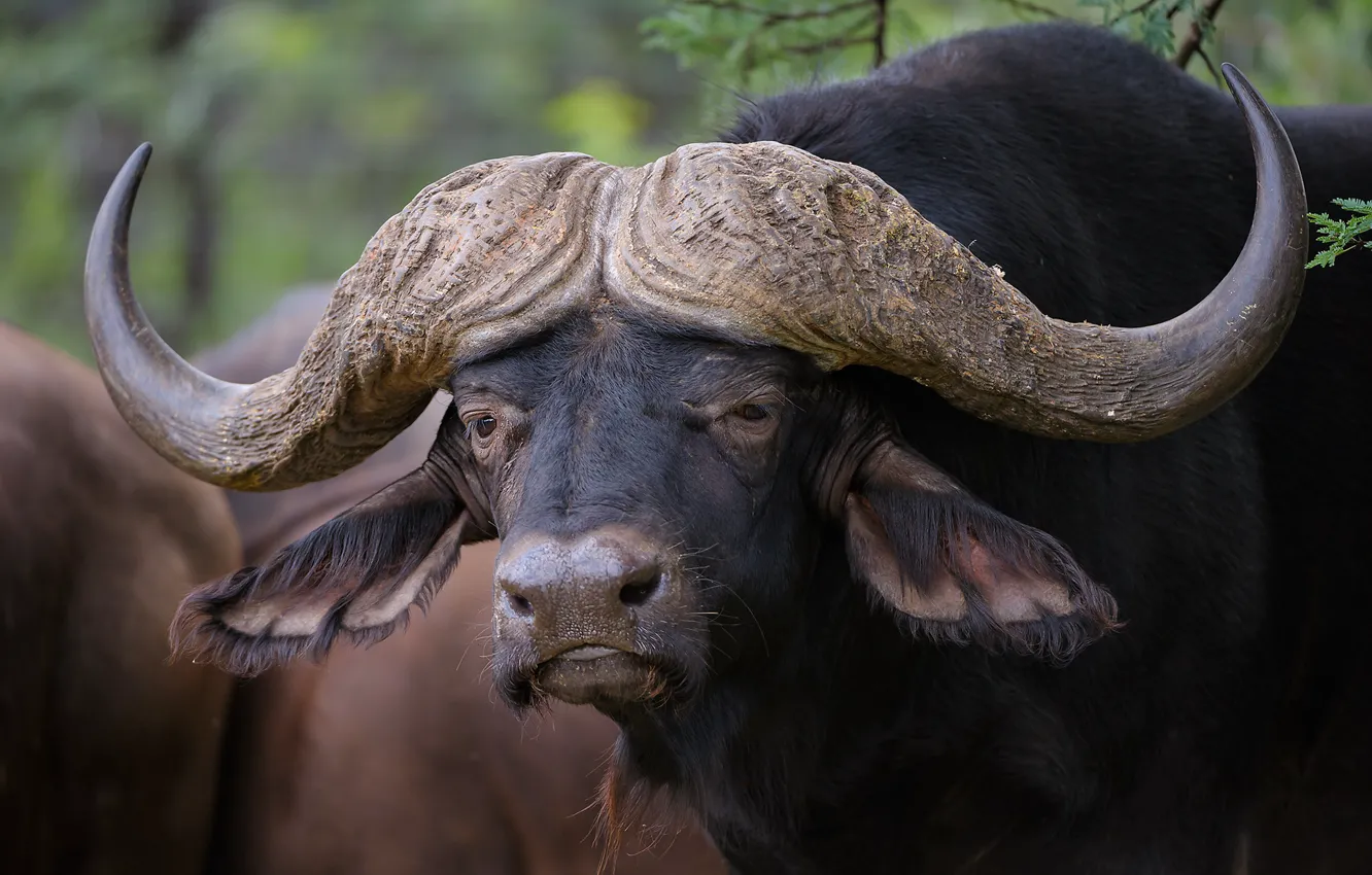 Photo wallpaper face, horns, Buffalo, Buffalo