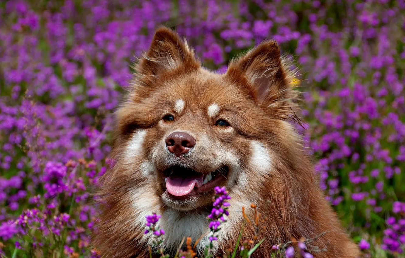 Photo wallpaper face, flowers, dog, Finnish lapphund