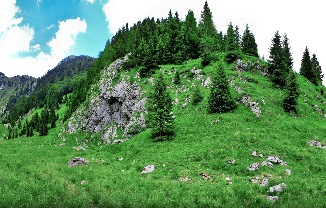 Photo wallpaper forest, grass, hills