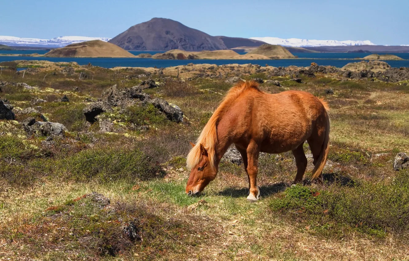 Photo wallpaper mountains, hills, horse, pasture, Bay, Iceland
