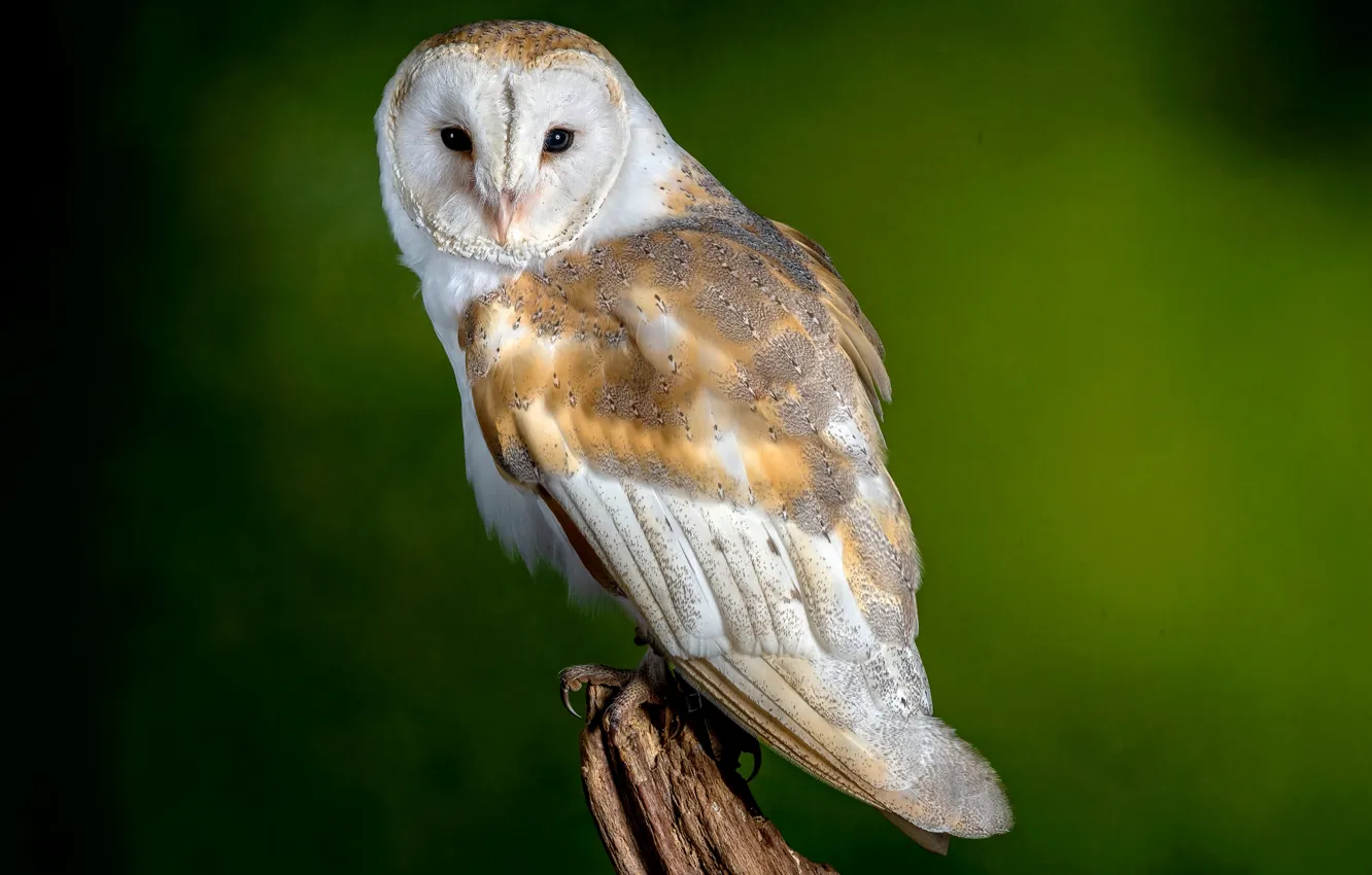 Photo wallpaper owl, bird, snag, the barn owl