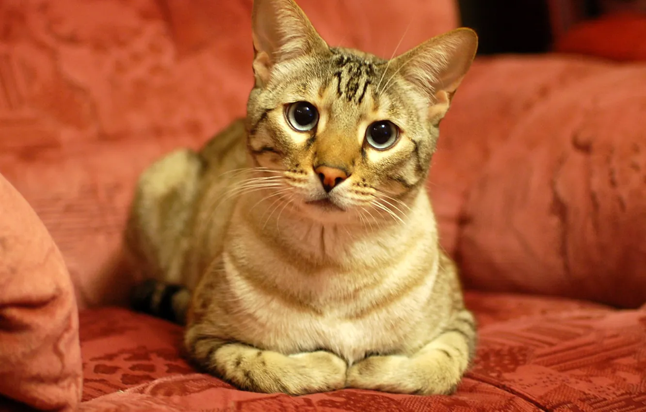 Photo wallpaper cat, cat, look