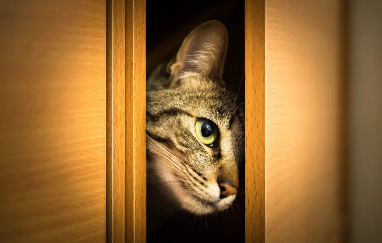 Photo wallpaper cat, cat, look, face, wardrobe, Peeps, doors