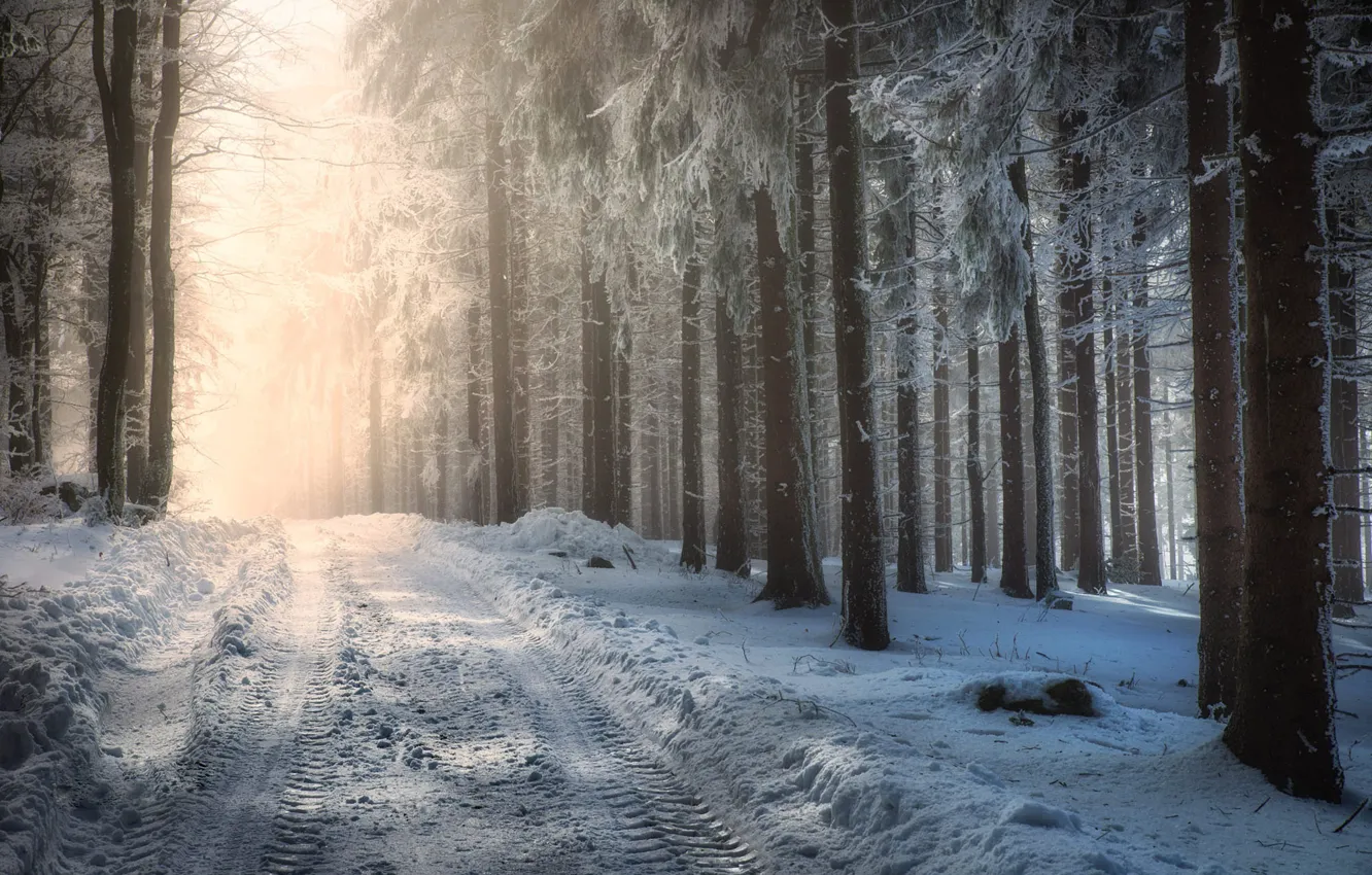 Photo wallpaper winter, frost, forest, snow, pine, winter road