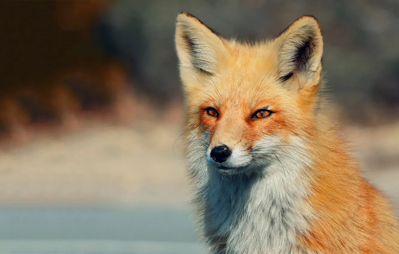 Photo wallpaper look, background, Fox, fox