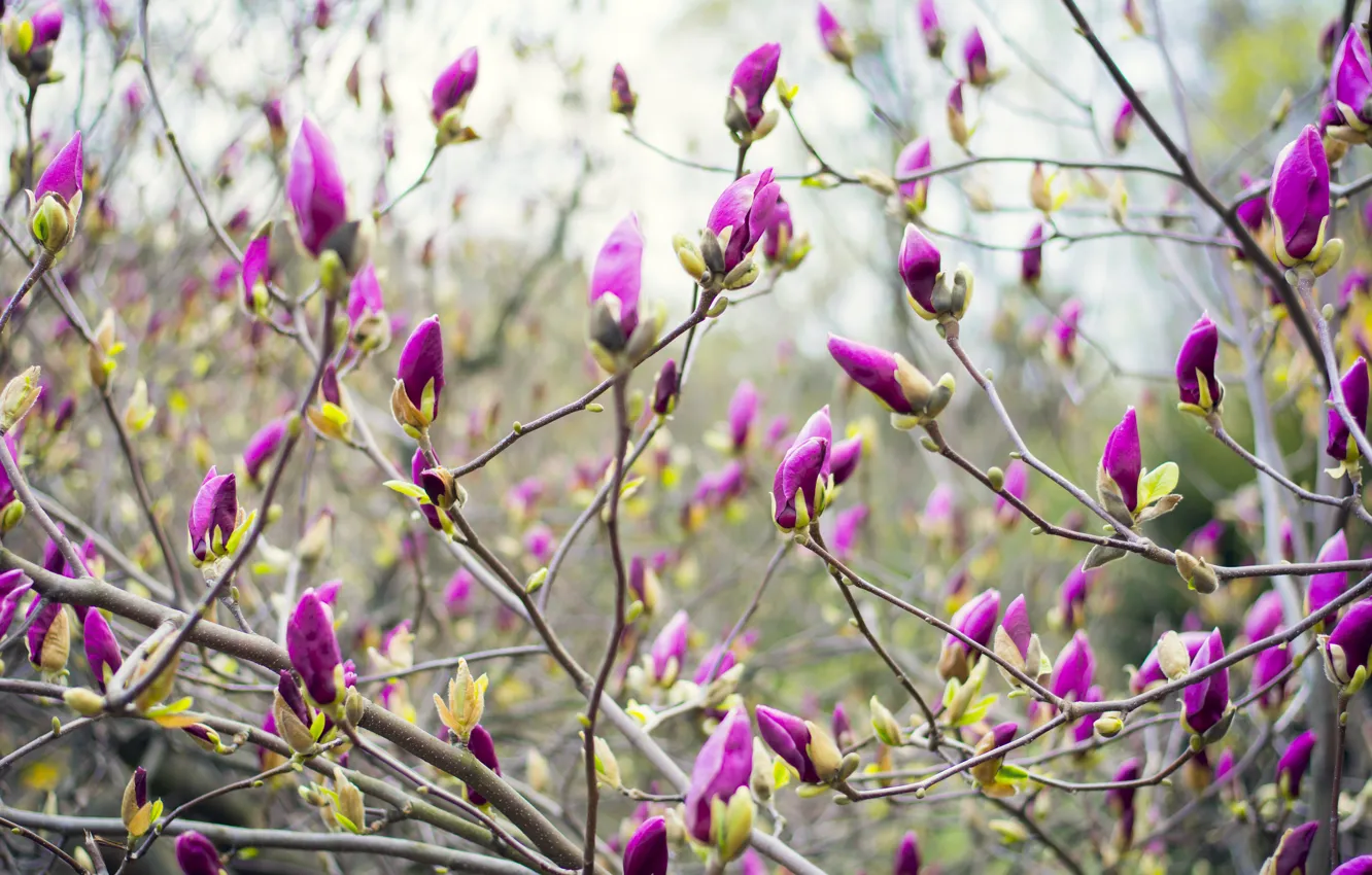 Photo wallpaper spring, may, Sunny, Ukraine, Magnolia, The Botanical garden