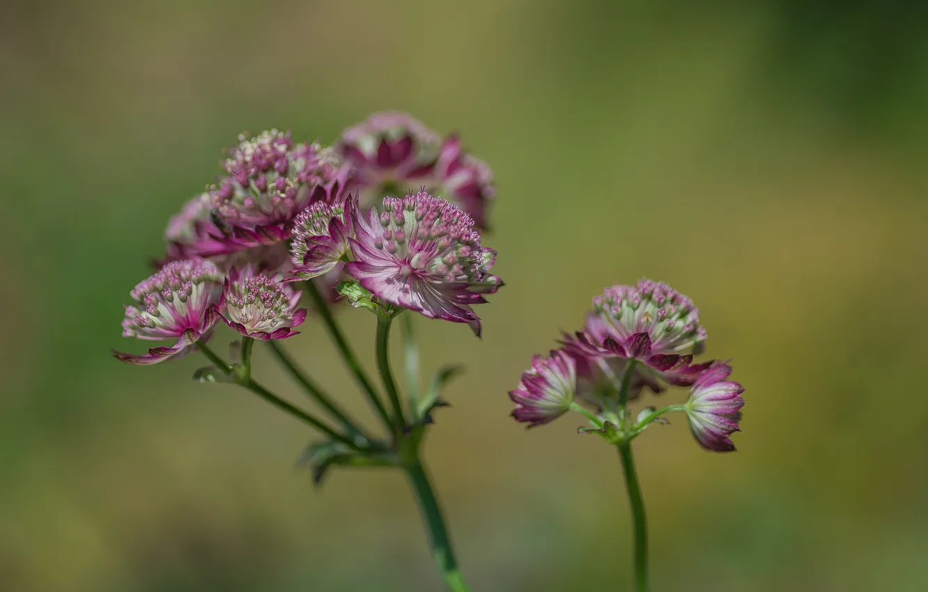 Photo wallpaper summer, flowers, bokeh, macro