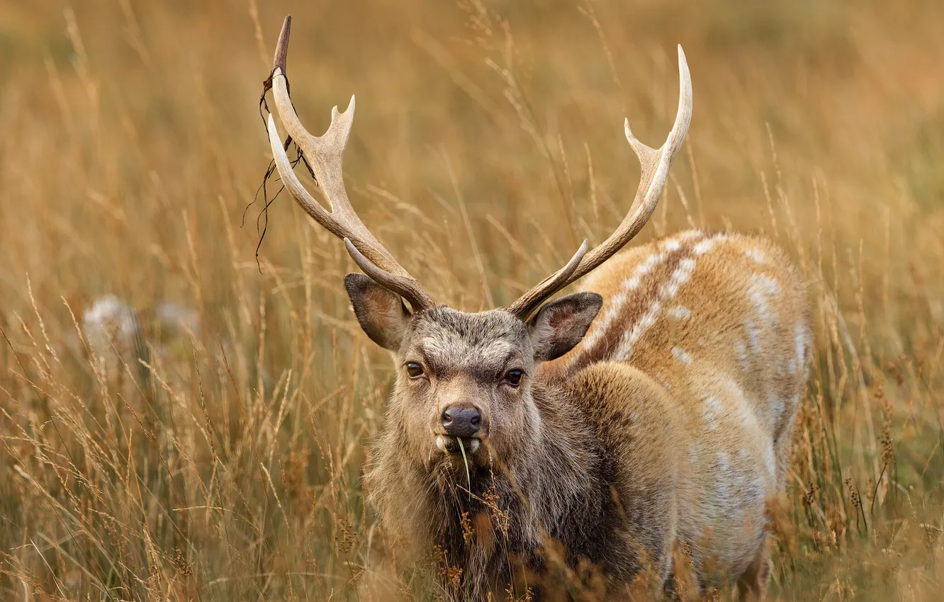 Photo wallpaper field, grass, look, face, background, portrait, deer, horns
