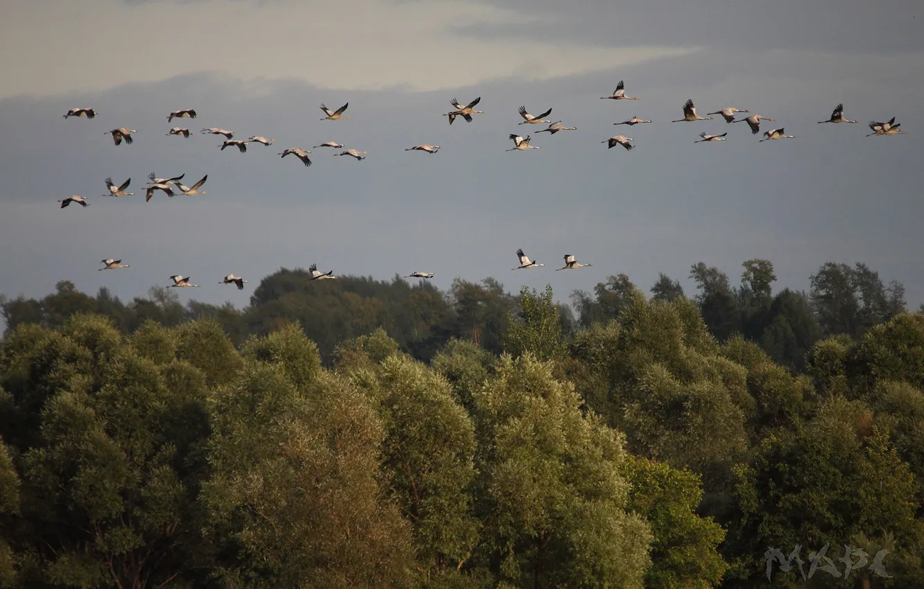 Photo wallpaper autumn, forest, the sky, trees, bird, pack, cranes, flights
