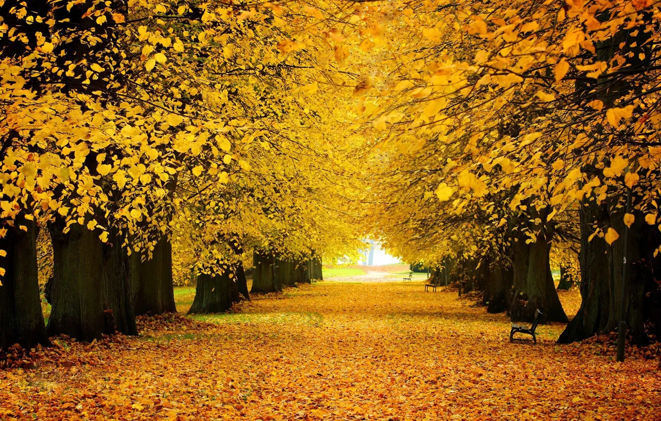 Photo wallpaper road, autumn, Park, falling leaves