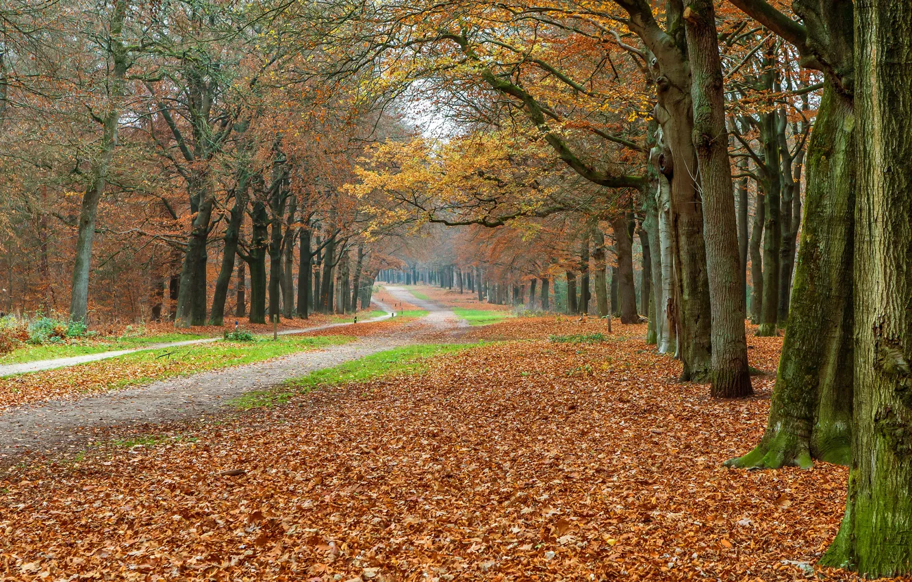 Photo wallpaper road, autumn, leaves, trees, branches, nature, fog, Park