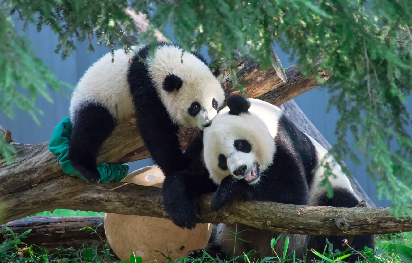 Photo wallpaper branches, tree, pair, bears, Panda