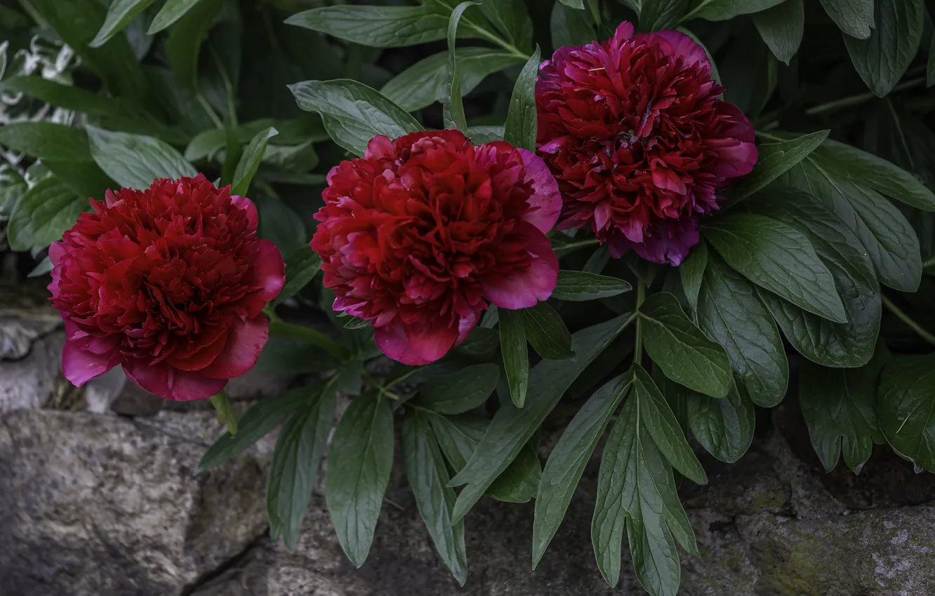 Photo wallpaper red, buds, peonies