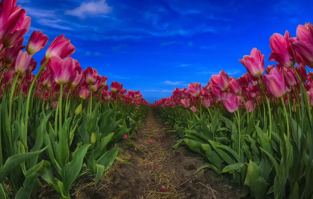 Photo wallpaper field, flowers, spring, tulips, plantation