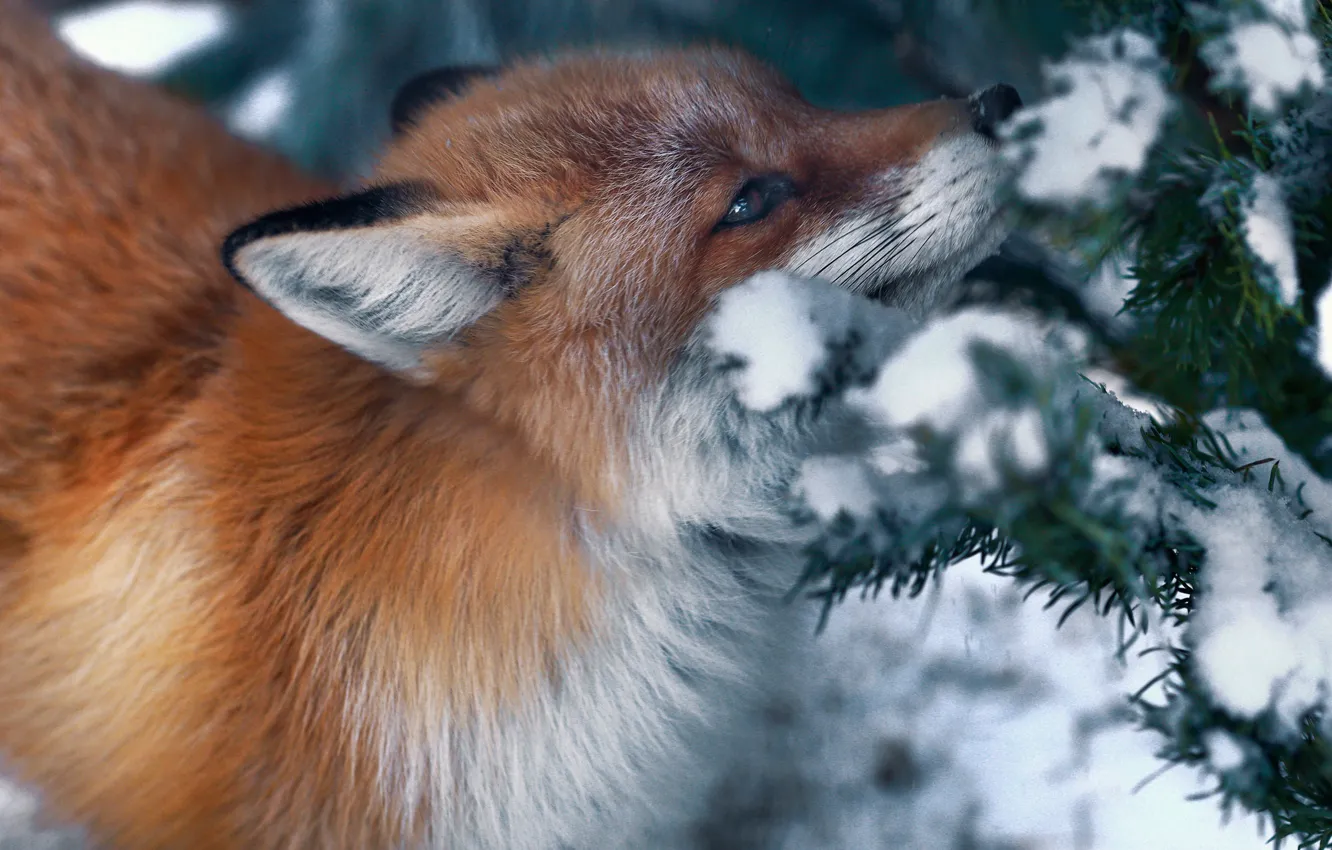Photo wallpaper winter, snow, nature, animal, Fox, needles, Fox, Oleg Bogdanov
