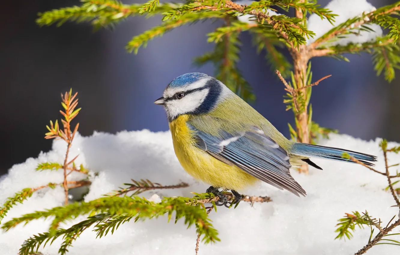 Photo wallpaper winter, snow, branches, bird, needles, tit