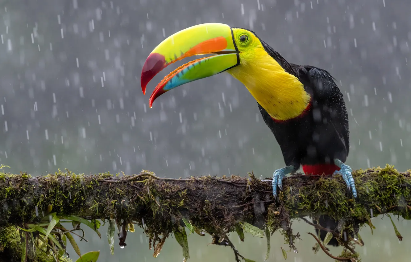 Photo wallpaper branches, rain, bird, moss, Toucan