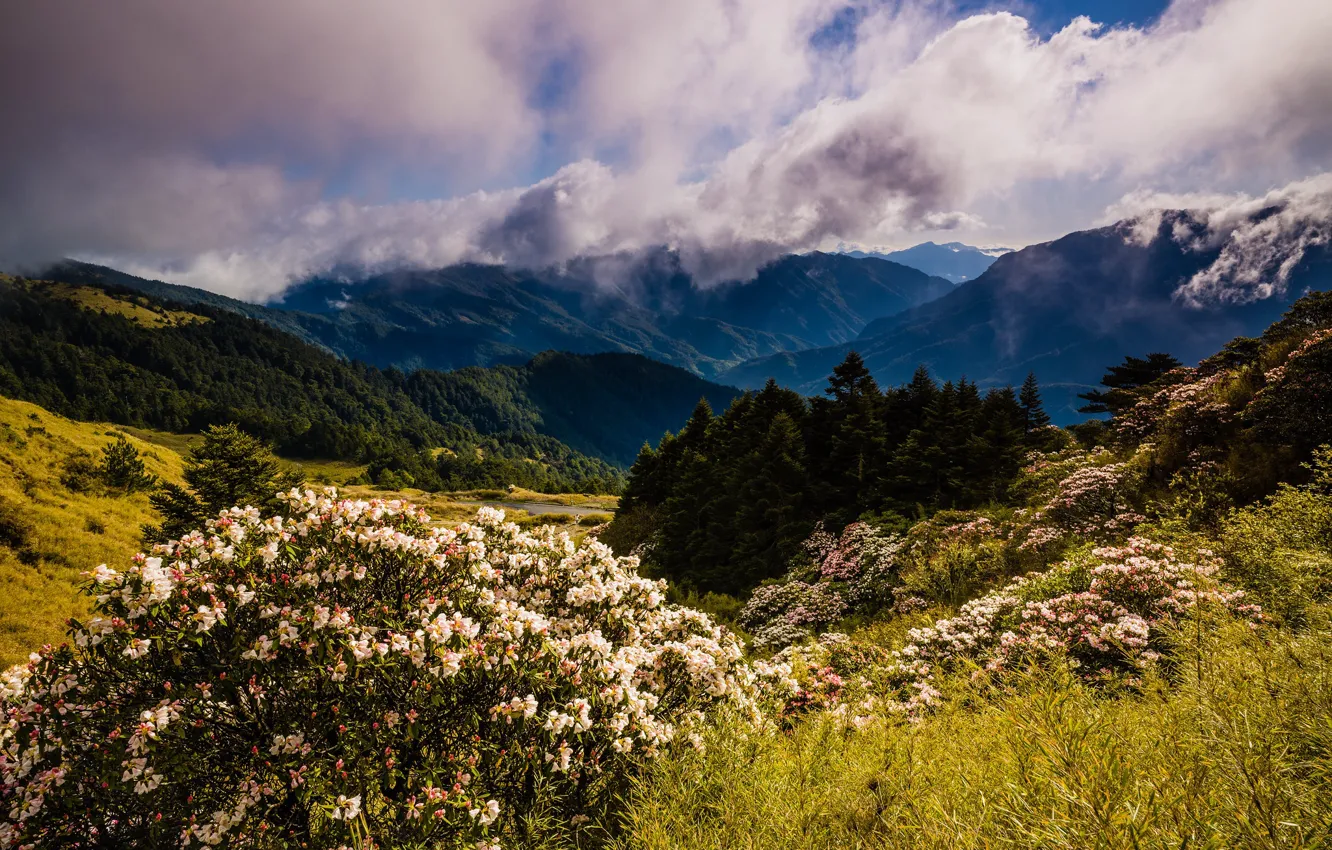 Photo wallpaper forest, clouds, flowers, mountains, nature, fog, hills, the slopes