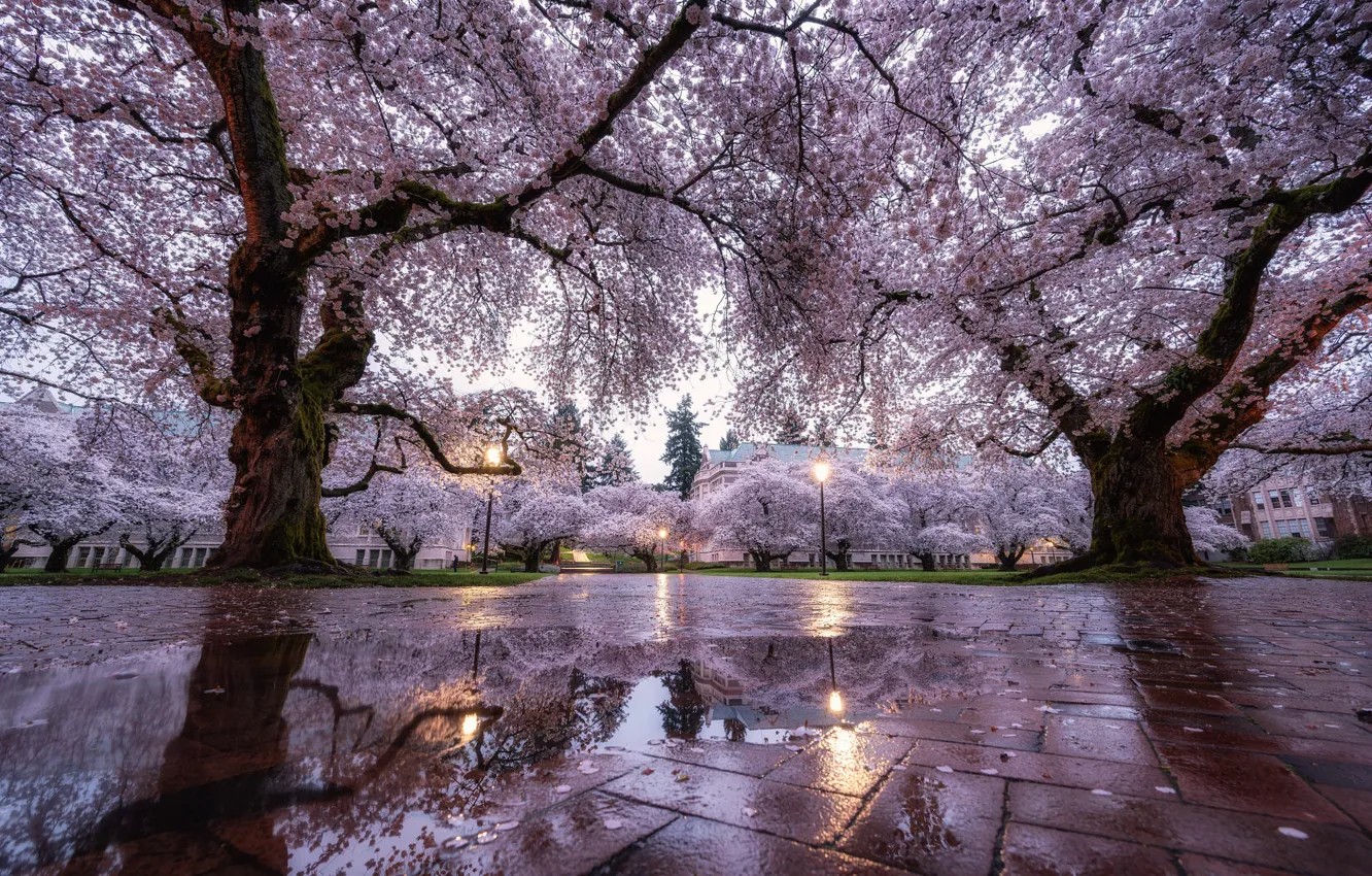 Photo wallpaper water, trees, flowers, the city, Park, reflection, branch, tile