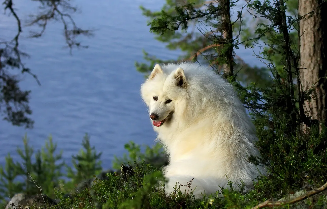 Photo wallpaper water, trees, Samoyed, The Samoyed