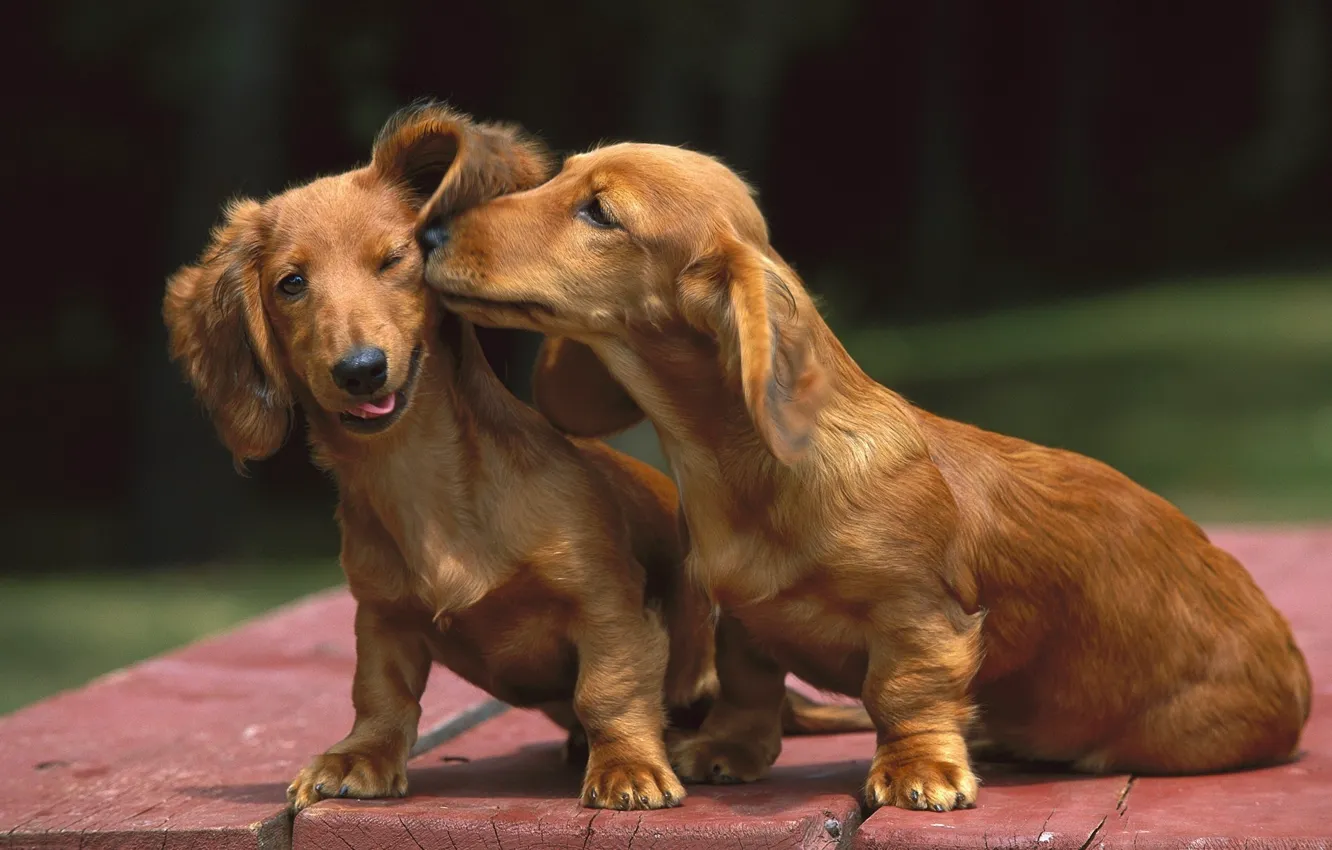 Photo wallpaper dogs, kiss, Dachshund