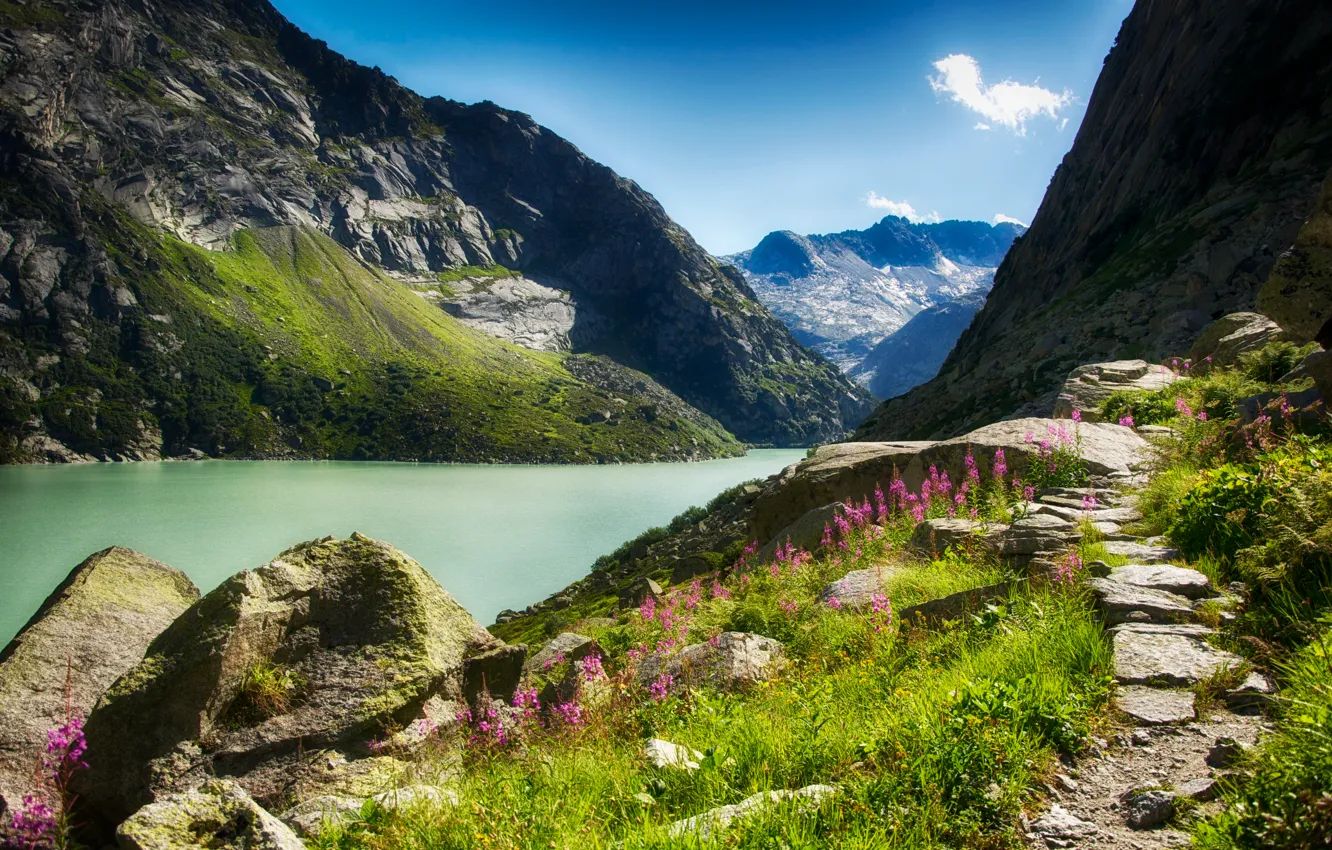Photo wallpaper flowers, mountains, river, stones, gorge, Sunny
