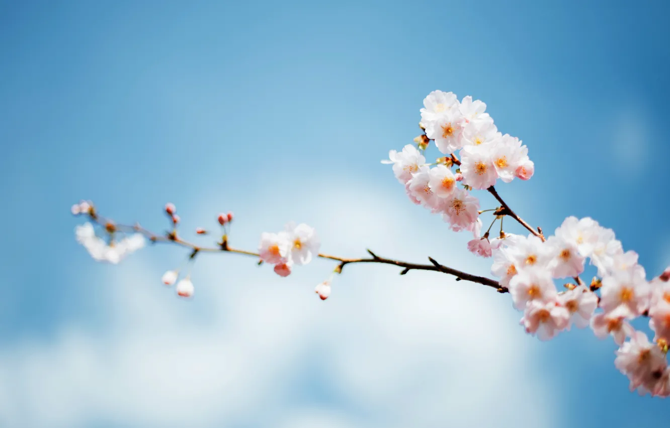 Photo wallpaper the sky, tree, focus, branch, spring, flowering