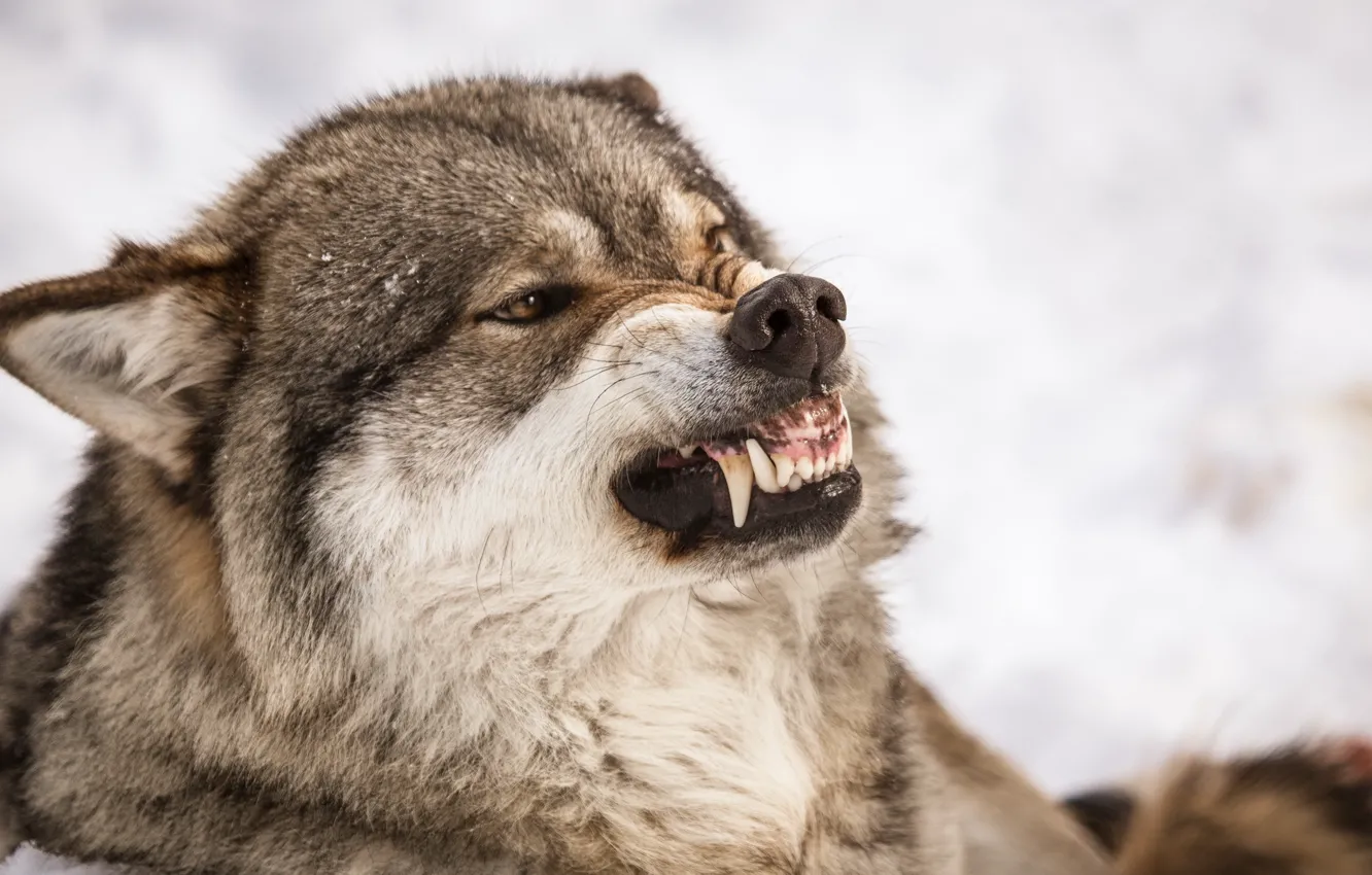 Photo wallpaper nature, wolf, grin
