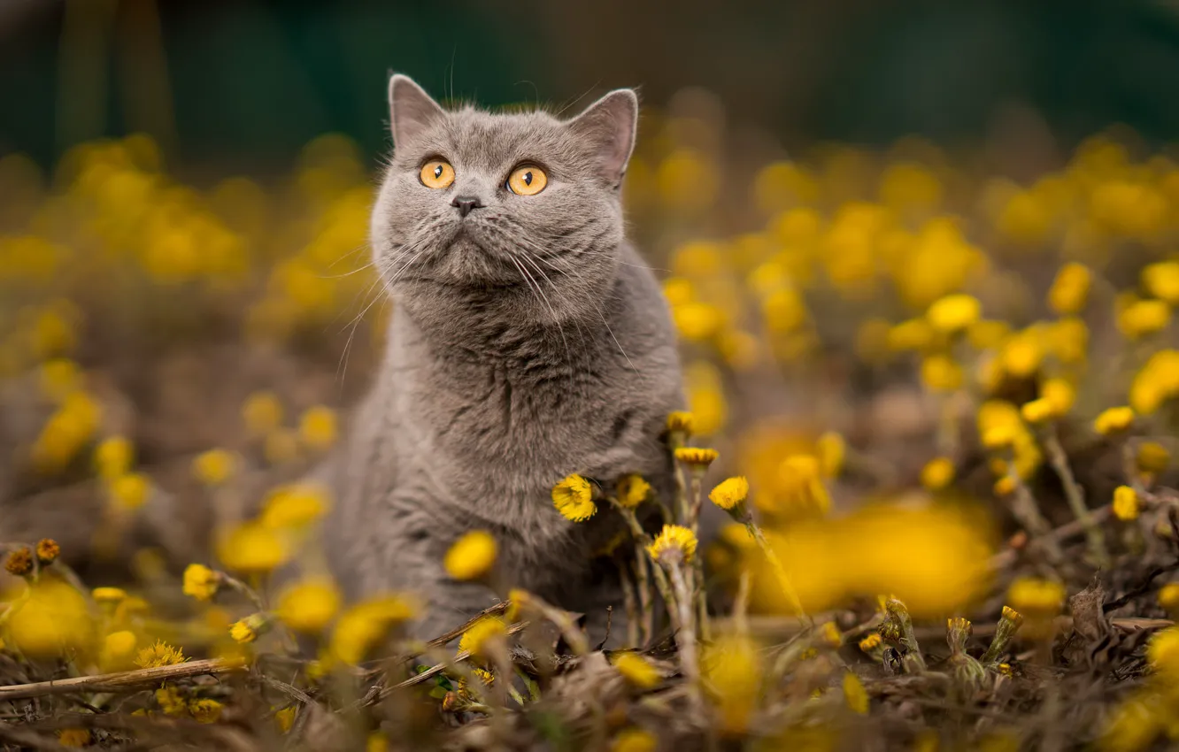 Photo wallpaper cat, flowers, nature, animal, spring, British, mother and stepmother