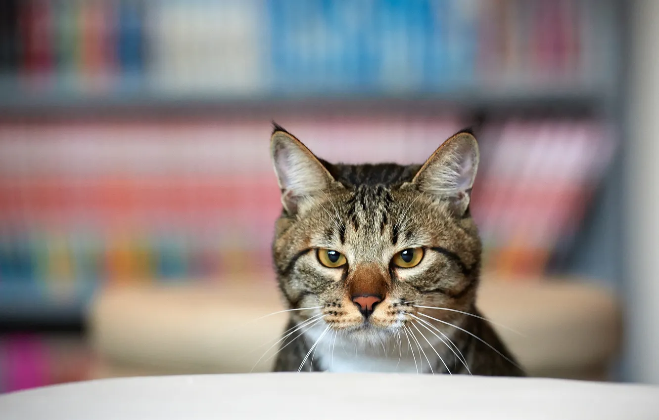 Photo wallpaper cat, face, room, focus, serious