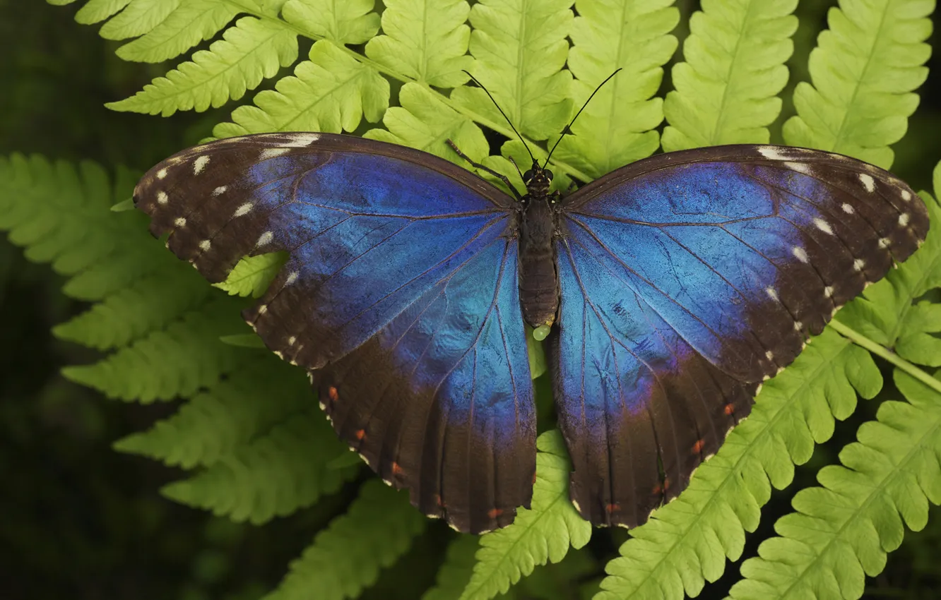 Photo wallpaper leaves, butterfly, wings