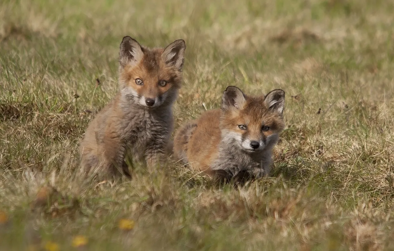 Photo wallpaper Fox, cub, Fox