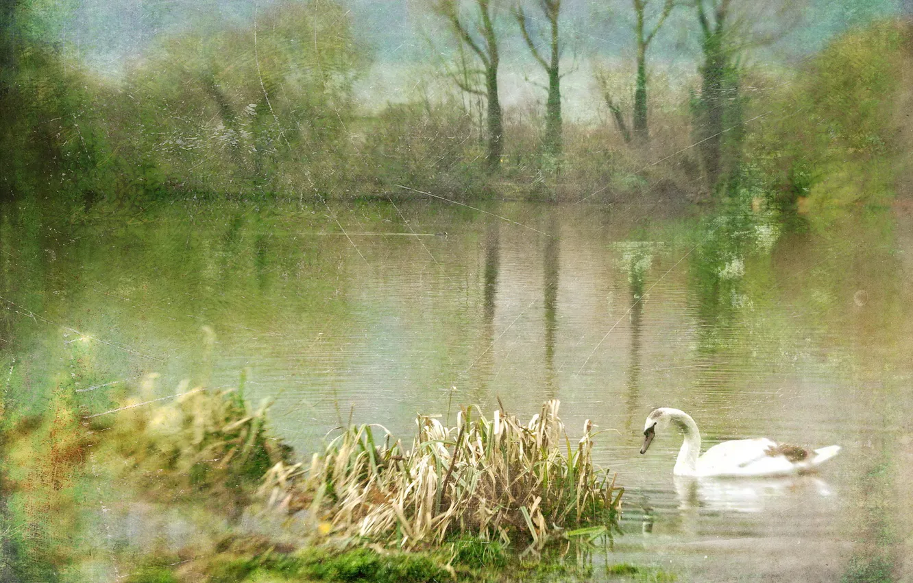 Photo wallpaper nature, lake, swans