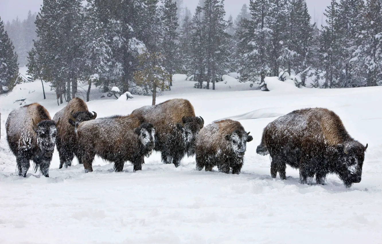 Photo wallpaper animals, winter, wildlife, Bison