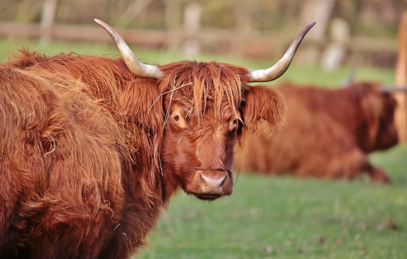 Photo wallpaper Bull, Horns, Animal