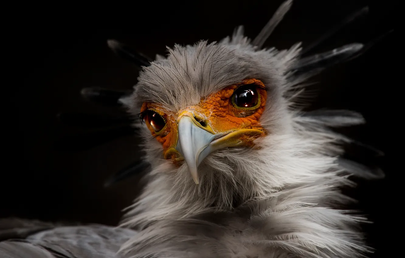 Photo wallpaper bird, black background, Secretary, Secretary bird, Istrebovanie, Sagittarius serpentarius