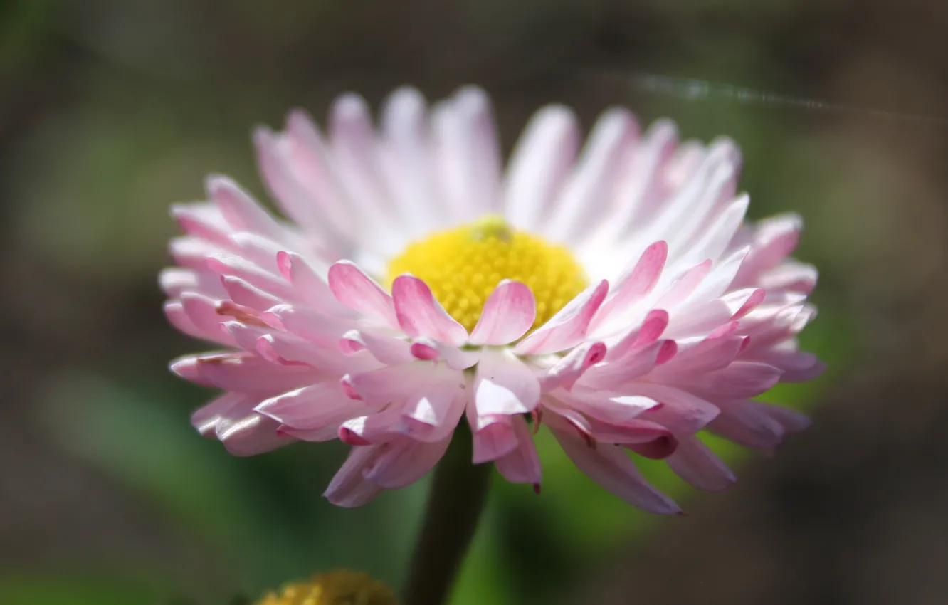 Photo wallpaper summer, flowers, Daisy
