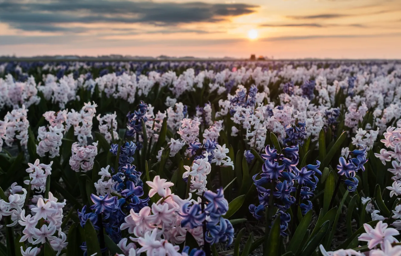 Photo wallpaper field, the sky, the sun, sunset, flowers, blue, spring, horizon