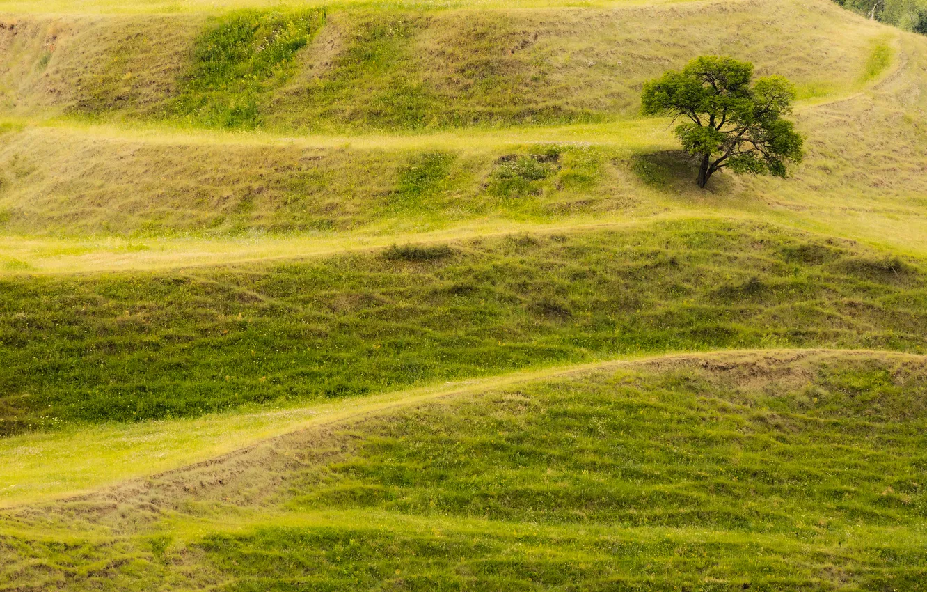 Photo wallpaper grass, yellow, dry