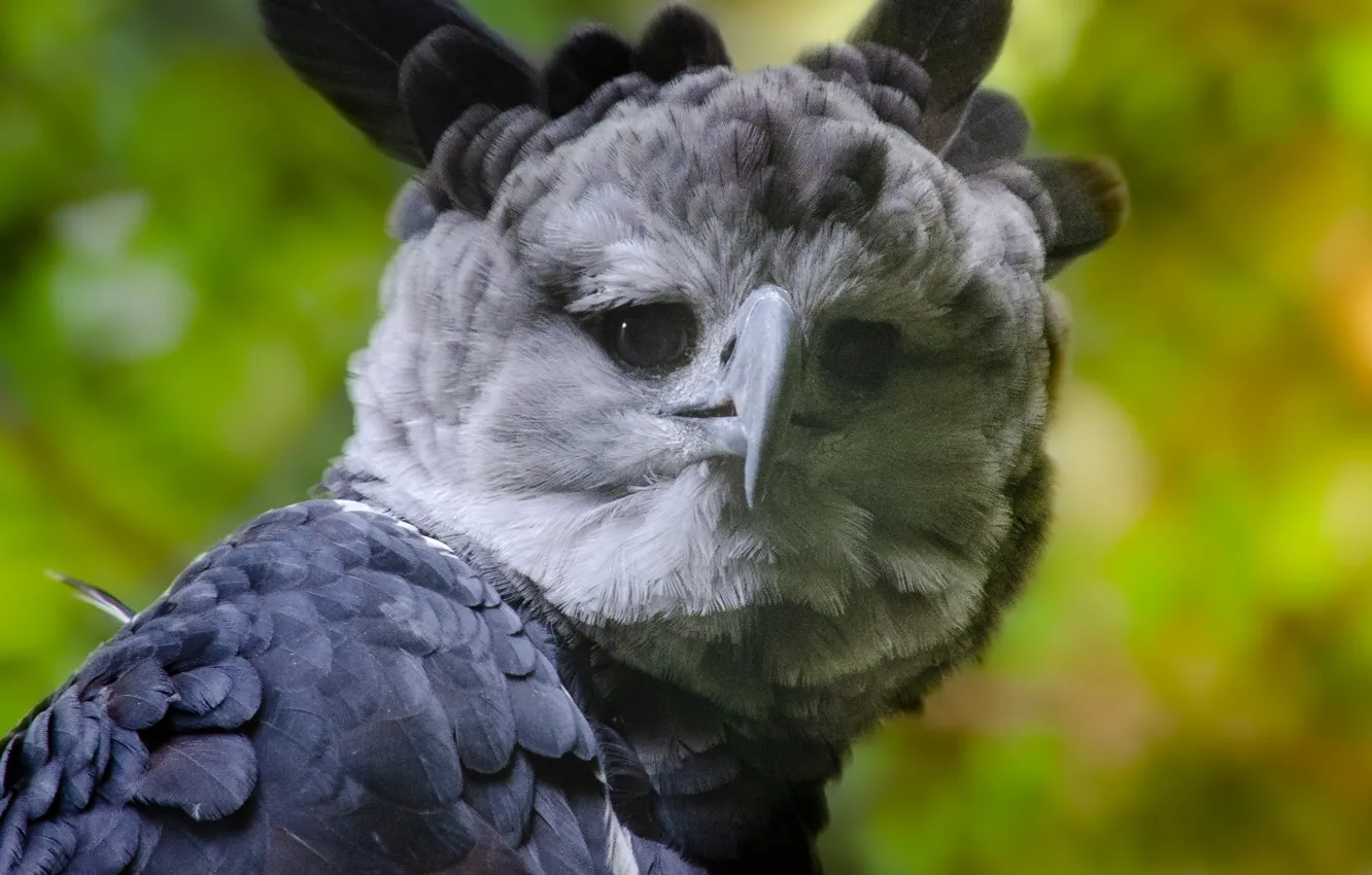 Photo wallpaper Raptor, Bird of Prey, South America, harpy, Central America