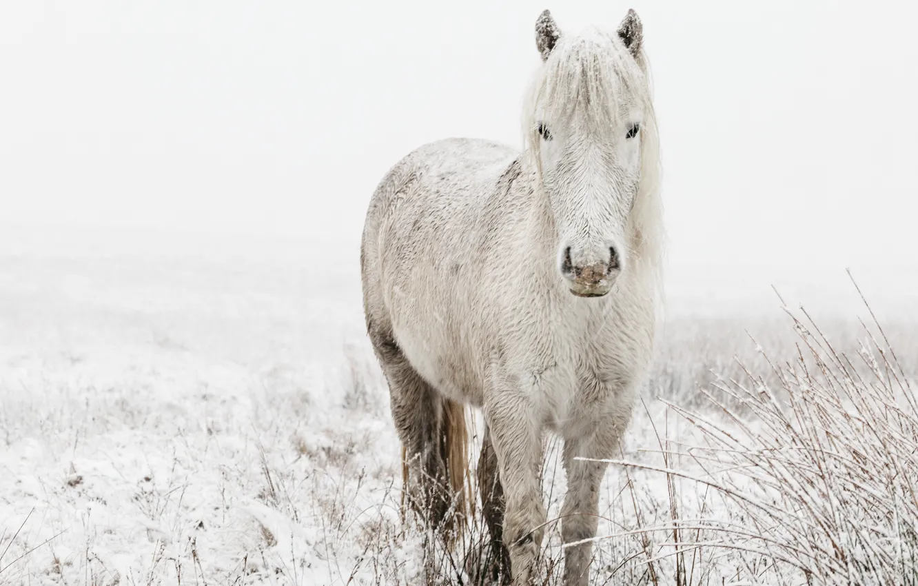 Photo wallpaper winter, field, white, look, face, snow, branches, nature