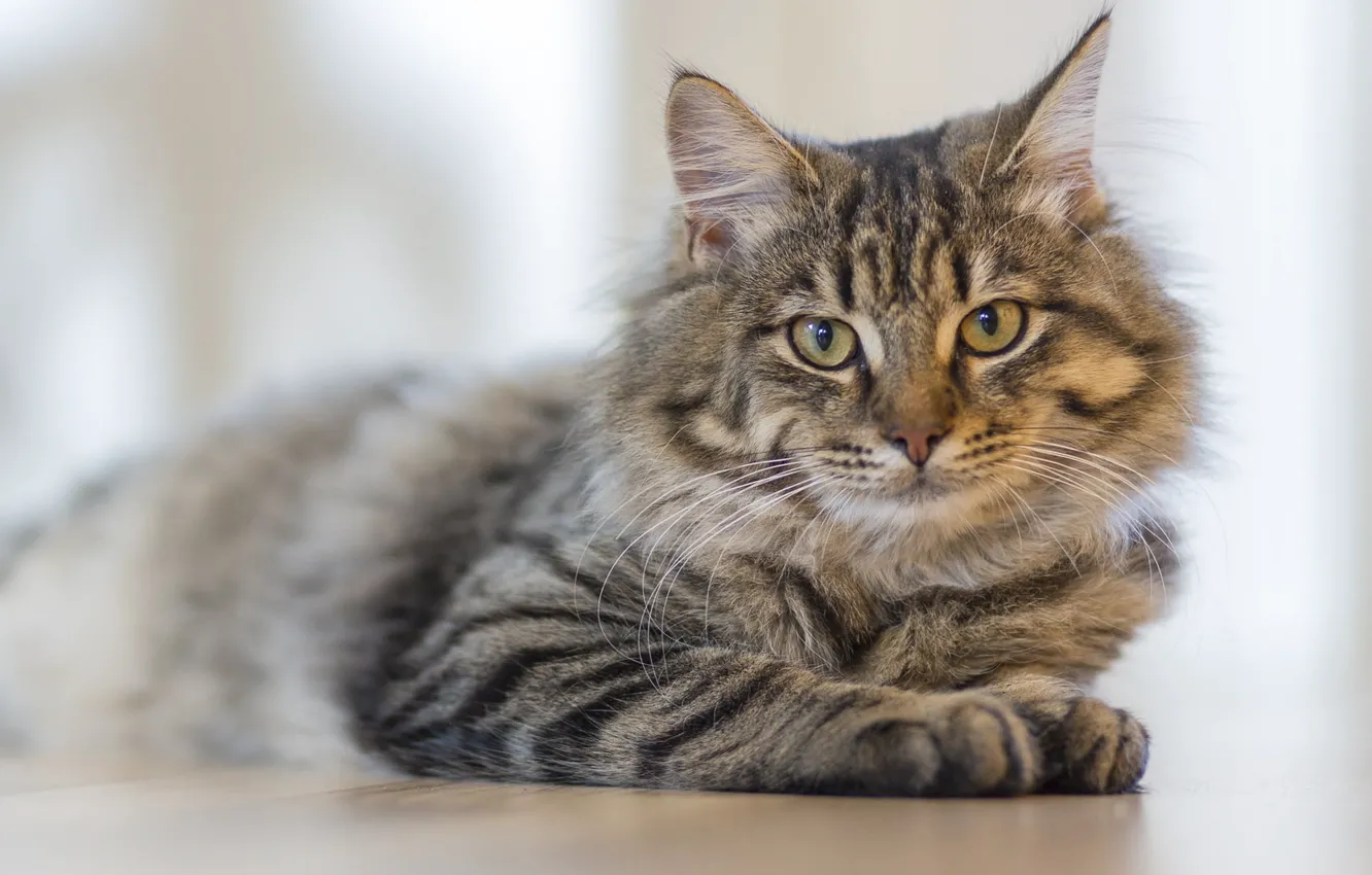 Photo wallpaper cat, cat, look, face, grey, portrait, lies, light background