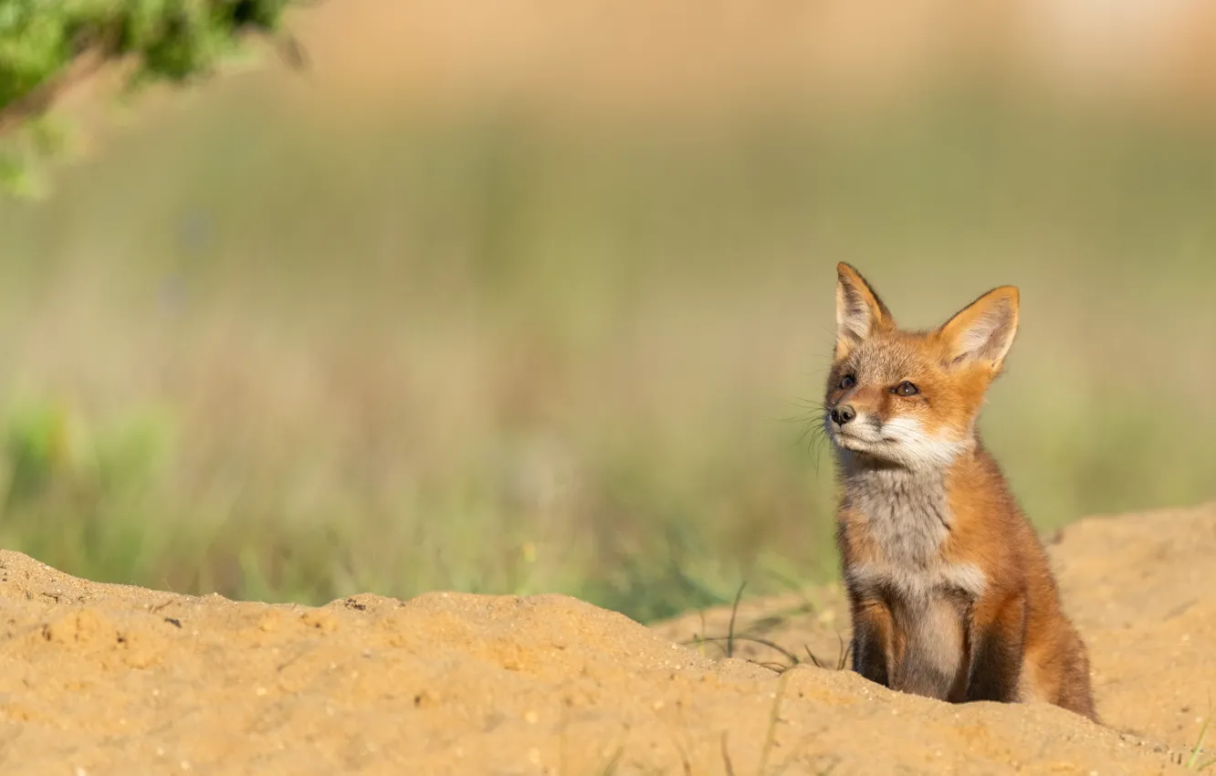 Photo wallpaper sand, look, nature, pose, Fox, face, sitting, looking up