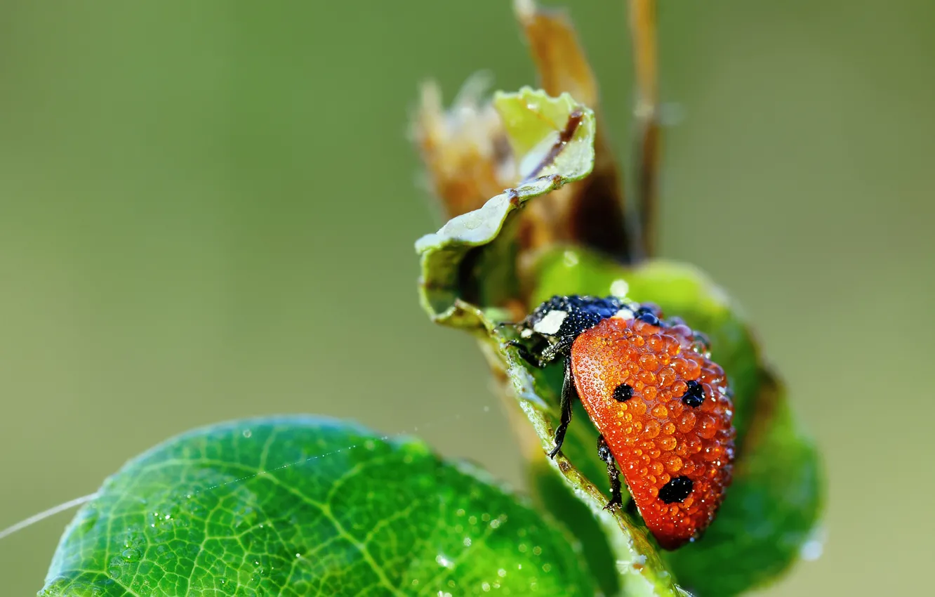 Photo wallpaper leaves, drops, macro, ladybug, beetle