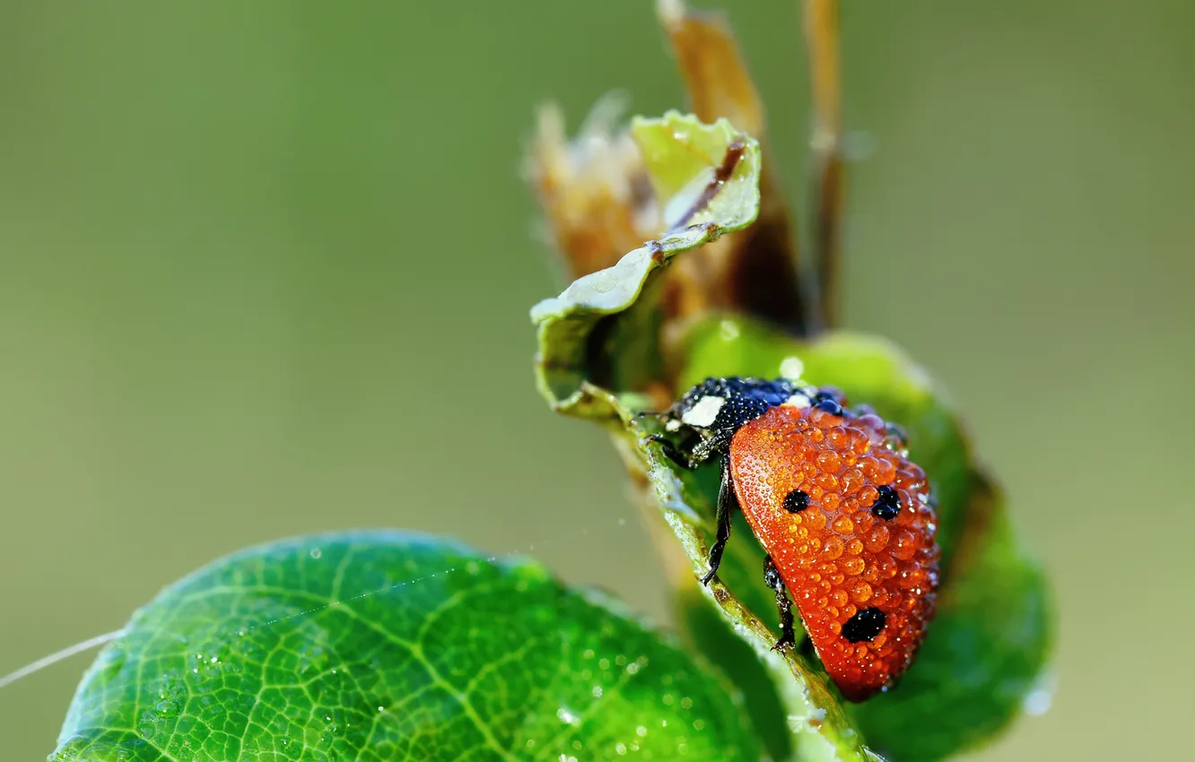Photo wallpaper drops, macro, sheet, ladybug, beetle
